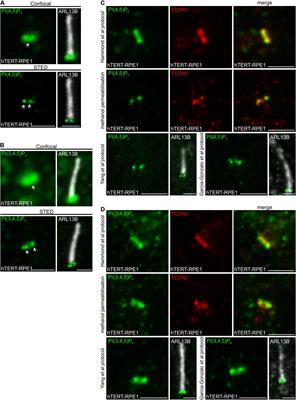 Superresolution Microscopy Reveals Distinct Phosphoinositide Subdomains Within the Cilia Transition Zone